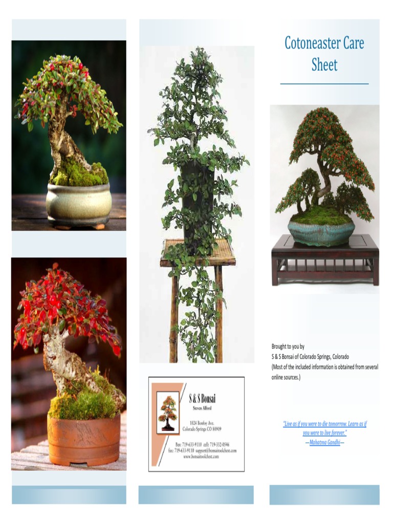 Bonsai - Cotoneaster | PDF | Bonsai | Pruning