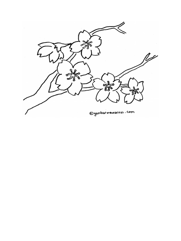 Sketsa Bunga Sakura