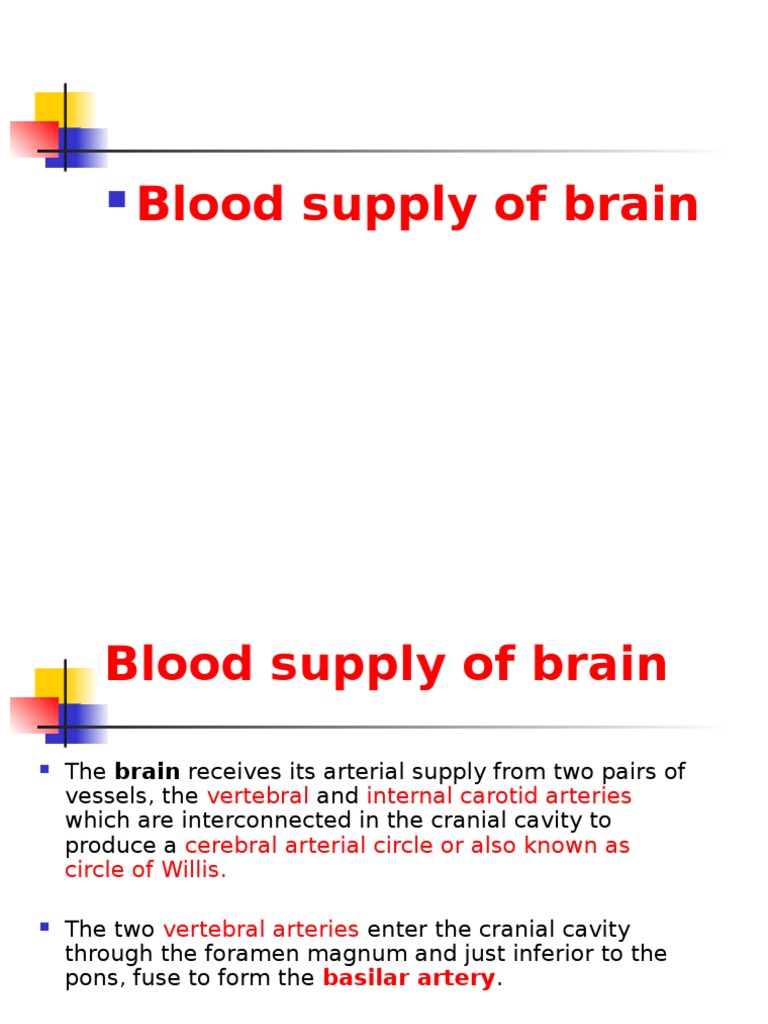 Blood Supply of the Brain Overview | PDF | Circulatory System | Cerebellum