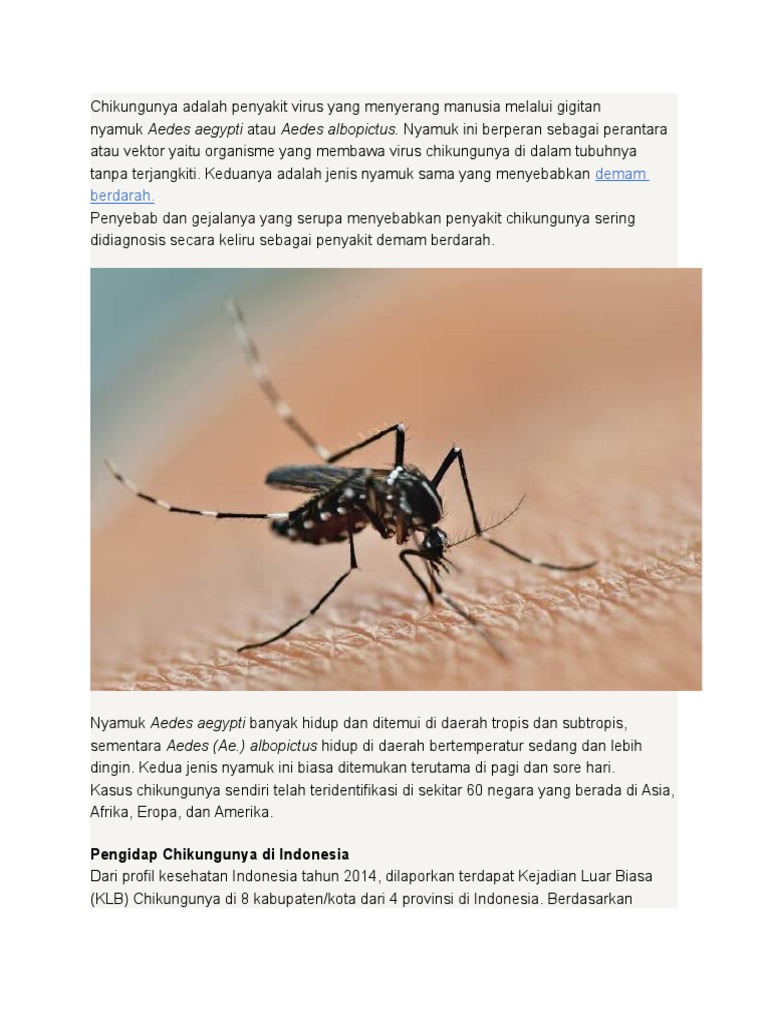 The Whos Chikungunya Warning This Could Affect You More Than You Think - cabk1gi