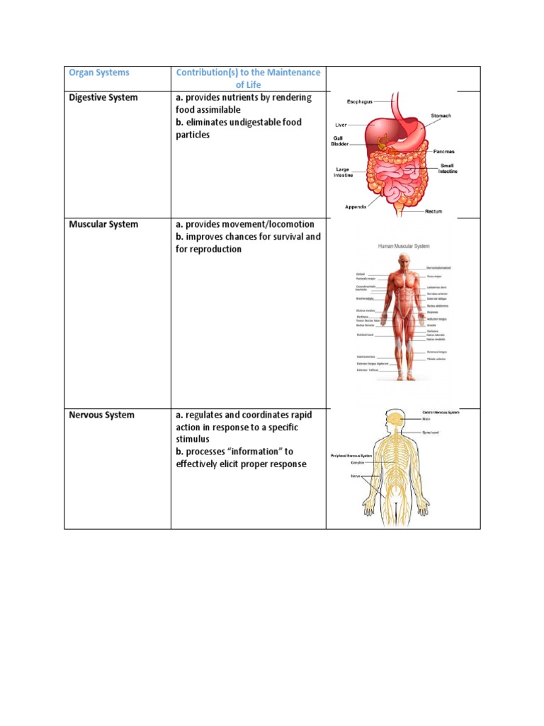 Organ Systems | PDF