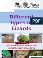 Different Types of Lizards