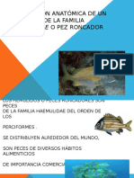 Presentacion Peces