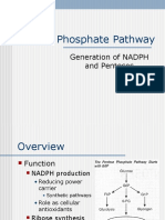 Pentose Phosphate Pathway: Generation of NADPH and Pentoses