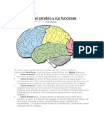 Los Lóbulos Del Cerebro