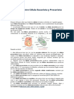 Diferencias clave entre células procariotas y eucariotas