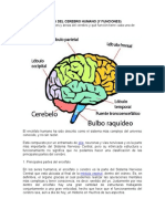 Partes Del Cerebro Humano