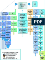 Replicacion Viral Mapa