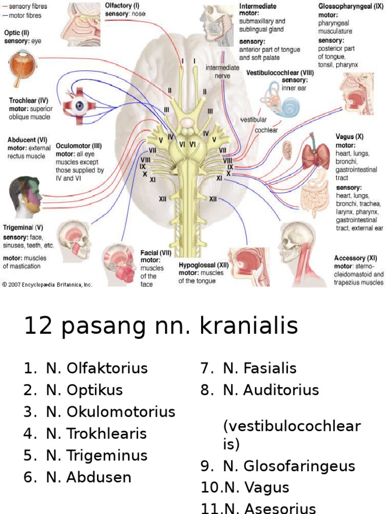 12 Saraf Kranial dan Fungsinya | PDF | Kajian Bahasa Asing