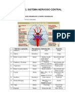 Partes del sistema nervioso central y sus funciones