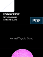 Endocrine Revised