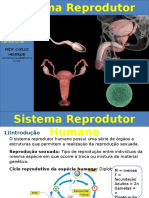 Sistema Reprodutor