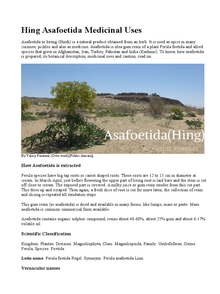 Hing Asafoetida Medicinal Uses PDF Foods Medicine