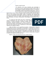 Características Da Miopatia Wooden Breast