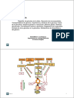 Glucolisis II PDF