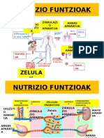 Digestioaparatua 131216123556 Phpapp01