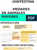 Motilidad Gastrointestinal y Enfermedades en Animales Mayores