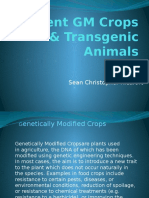 Current GM Crops & Transgenic Animals