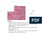 Ganglion Sympaticum DL. 2