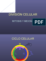 Division Celular2008
