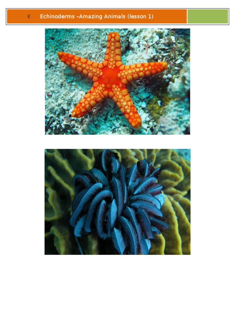 Echinoderms For Dummies PDF Zoology Organisms