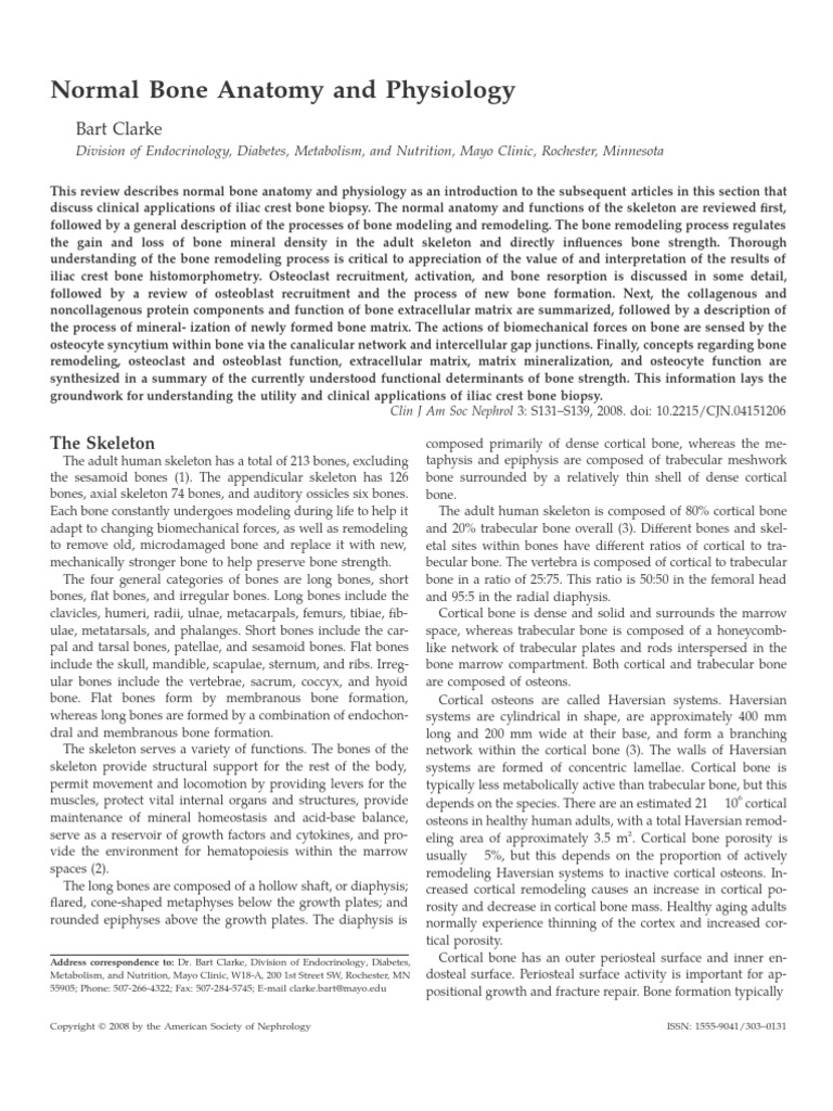 Normal Bone Anatomy and Physiology | PDF | Bone | Osteoblast