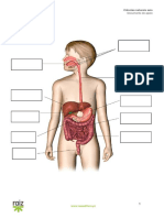 Sistema - Digestivo Orgaos Areal PDF