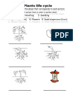 Plants Cycle Worksheet