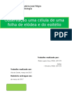 Relatório de Biologia - 10º Ano