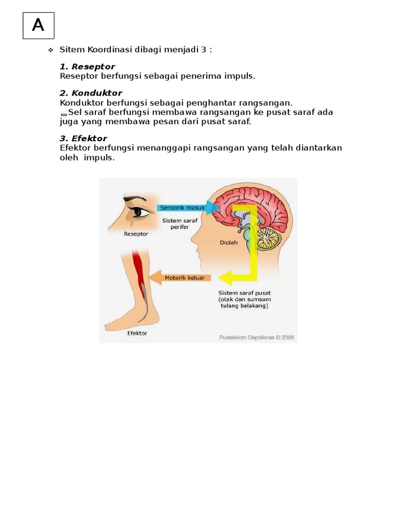 Rangkuman Sistem Koordinasi Rangkuman Sistem Koordinasi