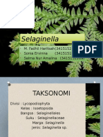 Selaginella Sp