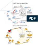 Life-Cycle of Entamoeba Histolytica