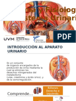 Anatomia y Fisiologia Renal