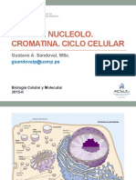 Nucleo. Ciclo Celular