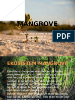 Mangrove Fidela N.