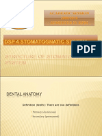 Dental Anatomy: Teeth and Tissues