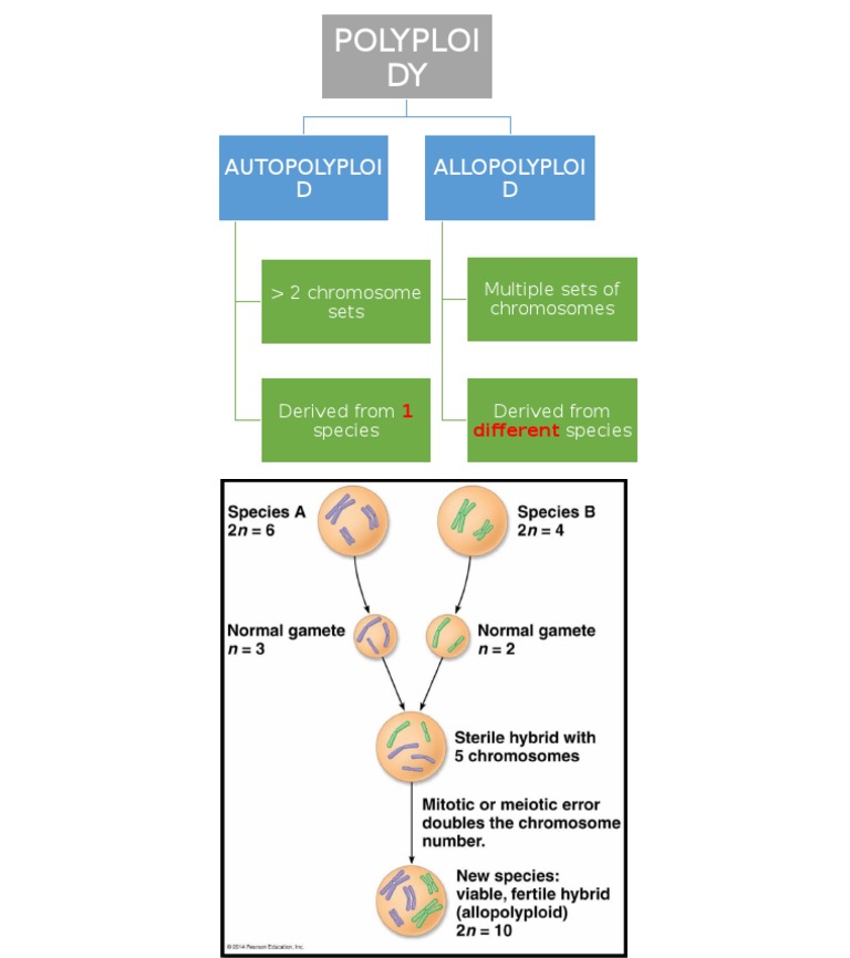 Polyploidy Types and Definitions | PDF