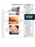 Daun (Laporan Praktikum Daun) Deskripsi & Pembahasan Daun