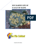 Common Marine Life Gulf of Maine
