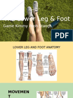 Lower Leg and Foot