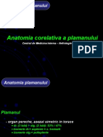 Anatomie Plaman