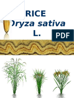 RICE Emasculation