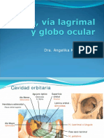 Orbita, via lagrimal y globo ocular    odontologia.pdf