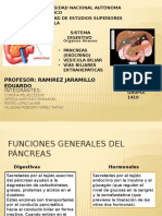 Anatomia Del Pancreas