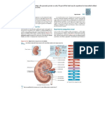 Circulacao Renal-text