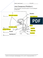 Label Reproductive Systems - Questions