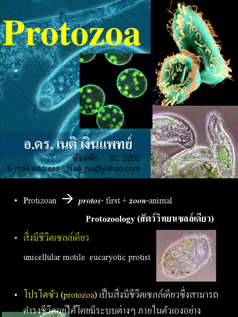 Protozoa | PDF