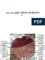 Semangat Ident Anatomi