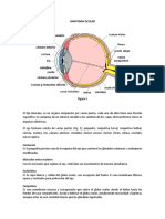 Anatomia Ocular