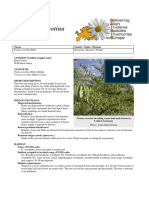 Prunus serotina: Invasive Black Cherry